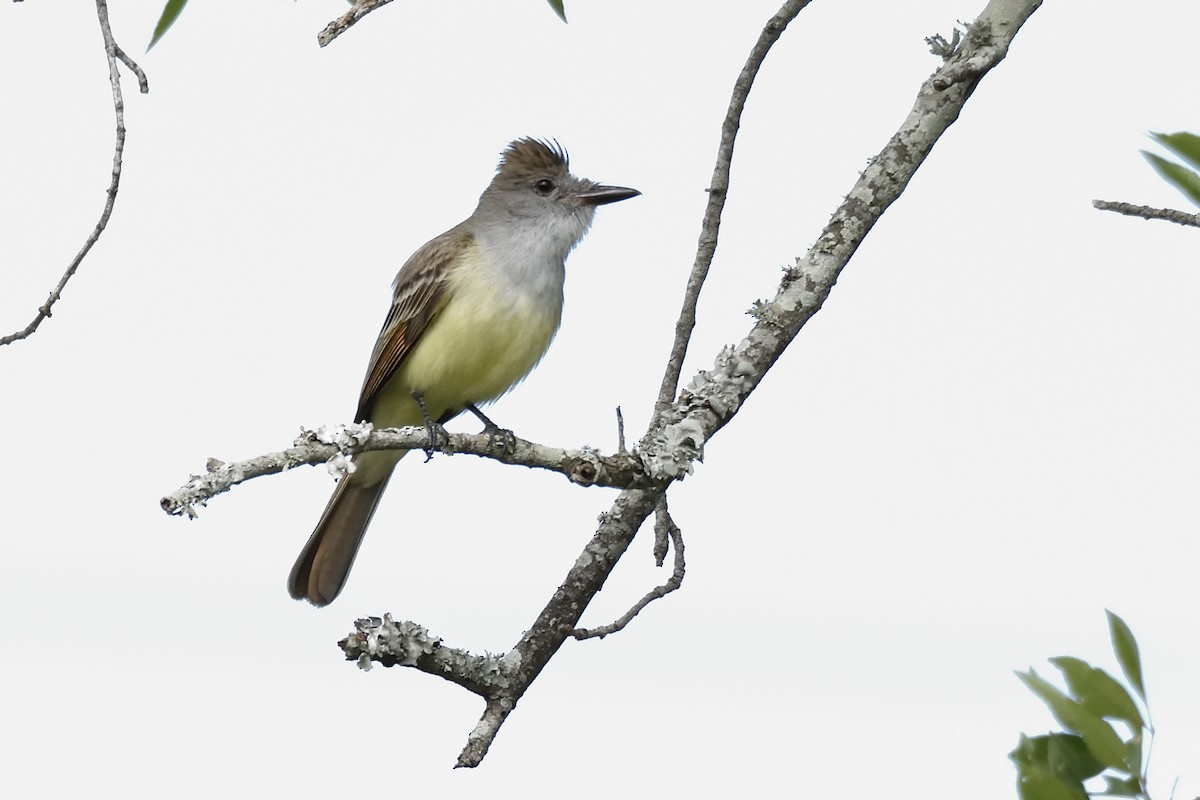 Brown-crested Flycatcher - Andrew Lyall