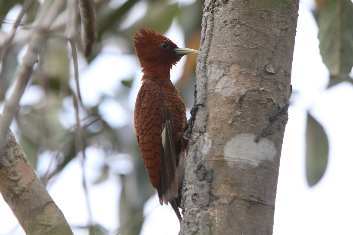 Carpintero Ondulado (grupo grammicus) - ML87303961