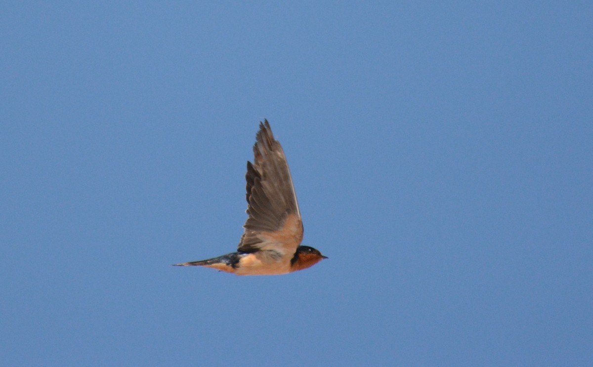 Barn Swallow - ML87305341