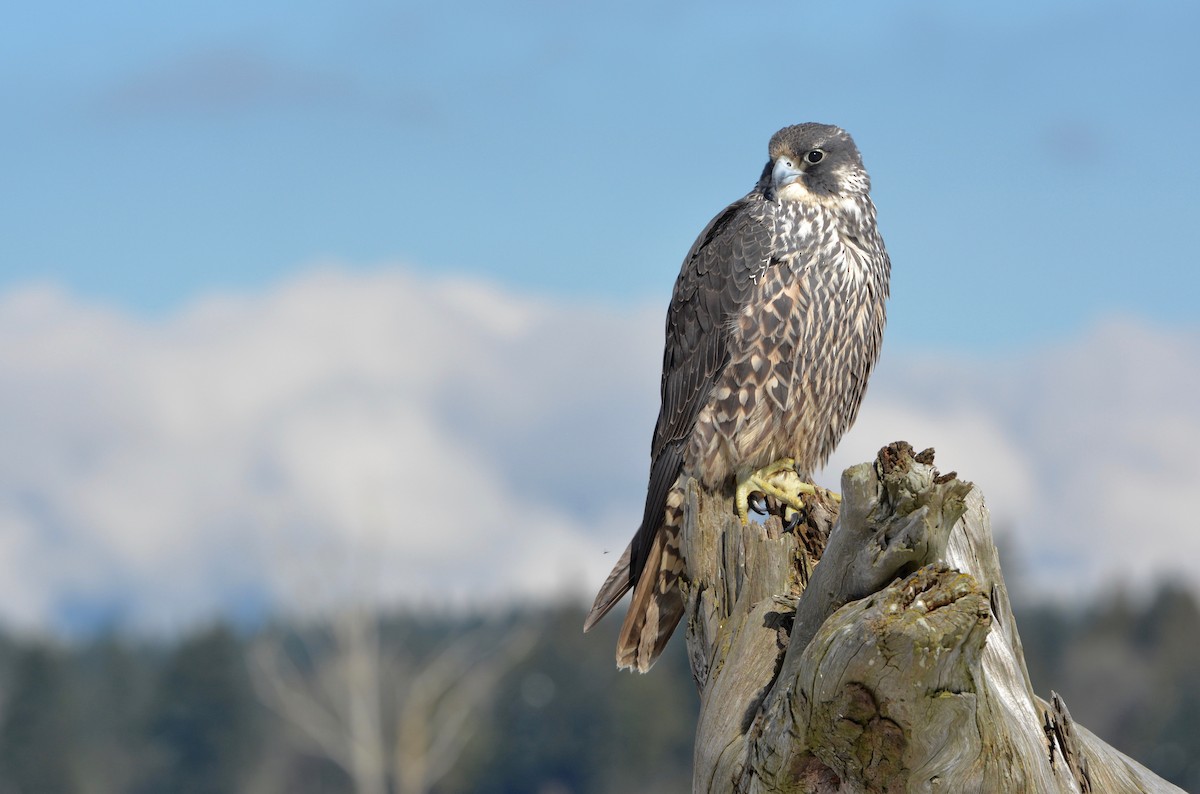 Peregrine Falcon - Bridget Spencer