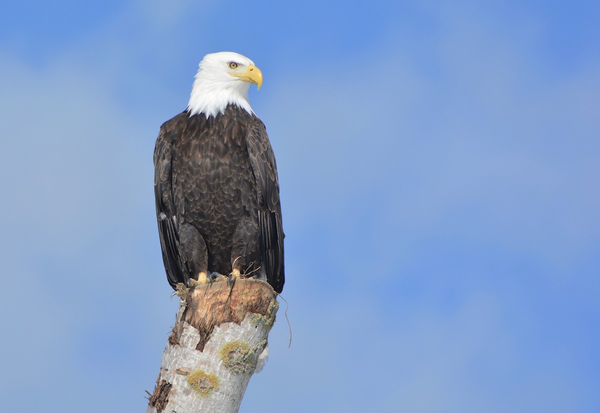 Bald Eagle - ML87306251