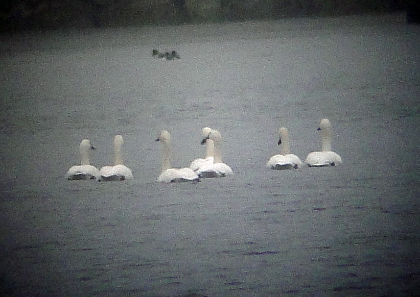 Tundra Swan - ML87309871