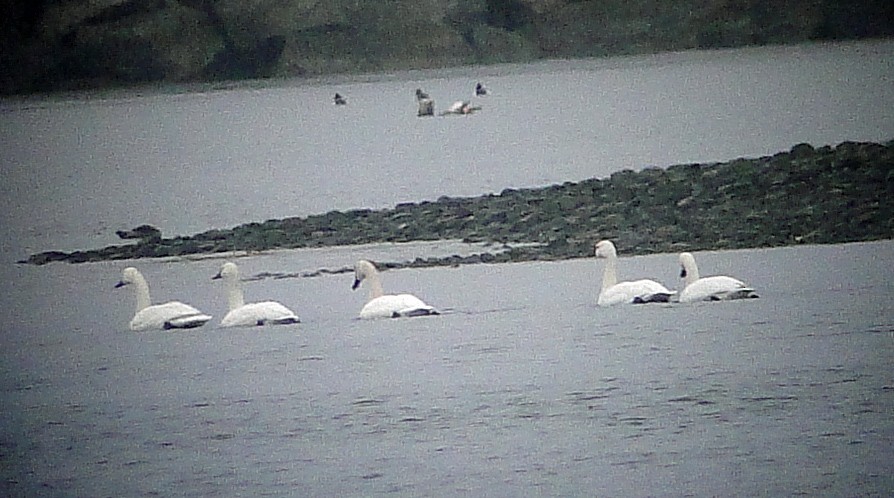 Tundra Swan - ML87309931