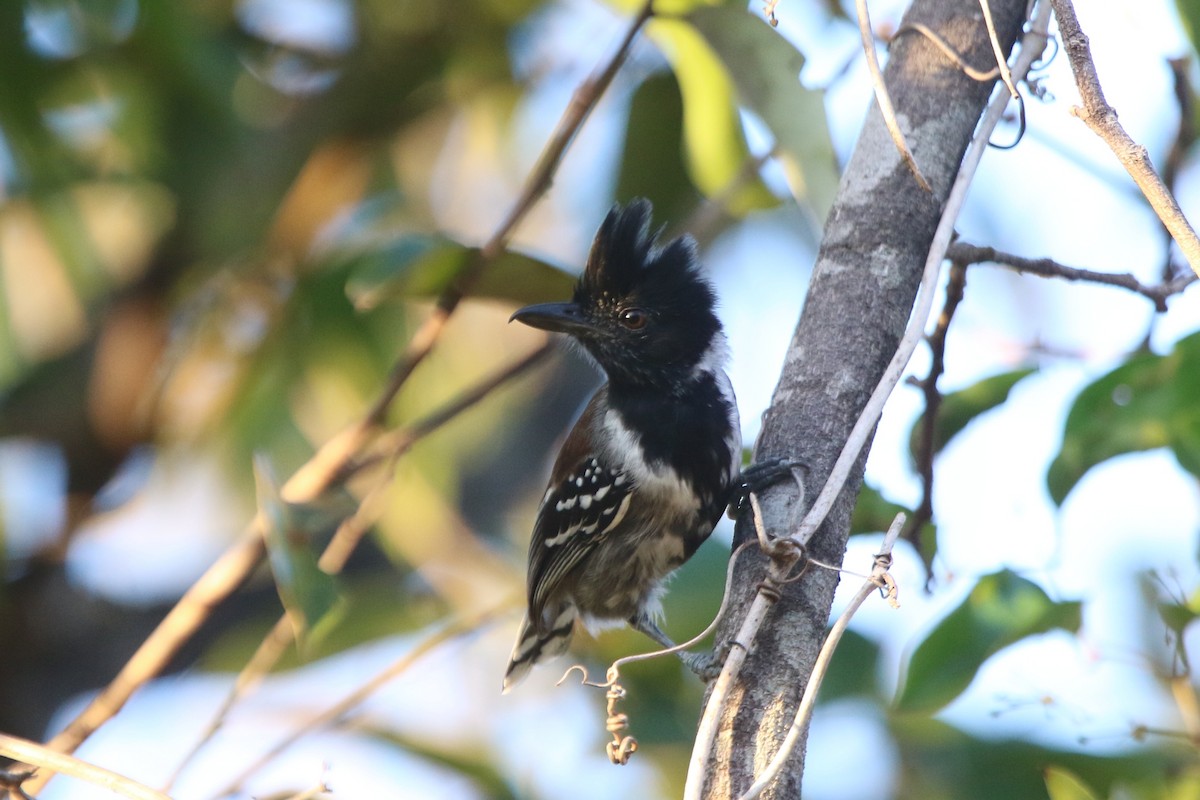 Black-crested Antshrike - ML87310591