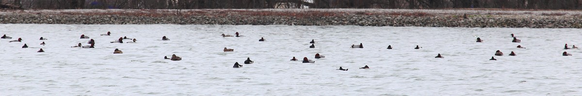 Redhead - ML87312751