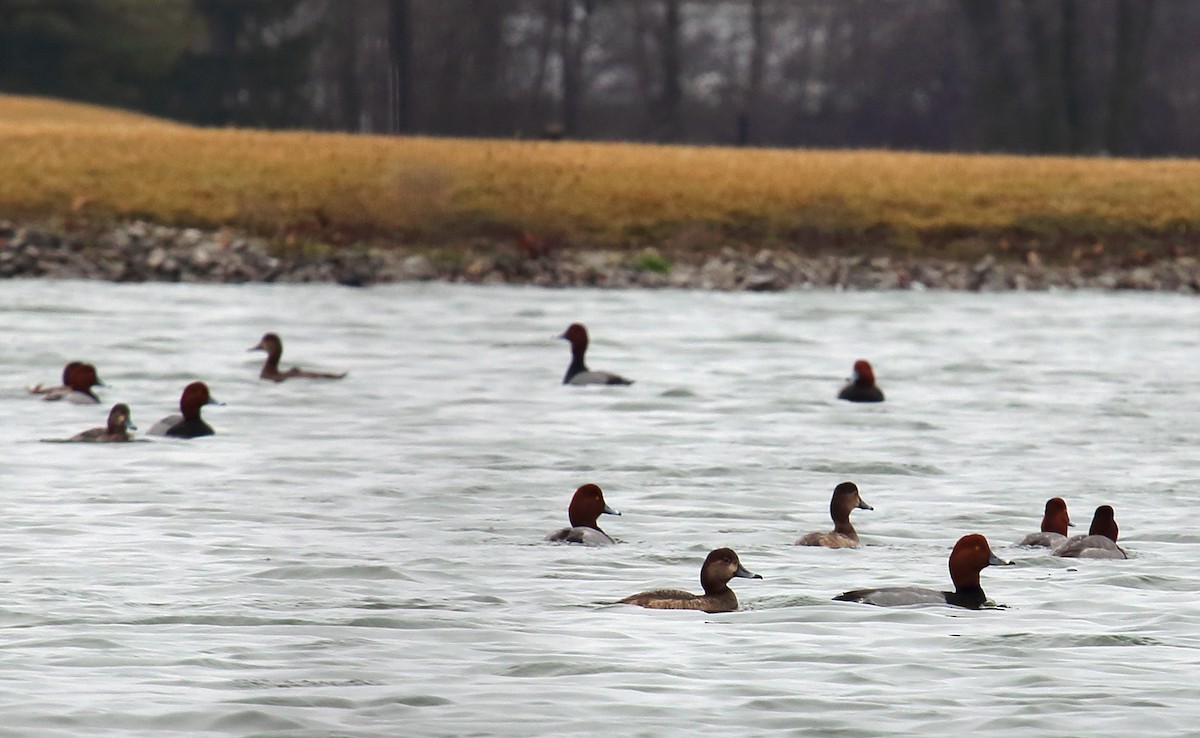 Redhead - ML87312881
