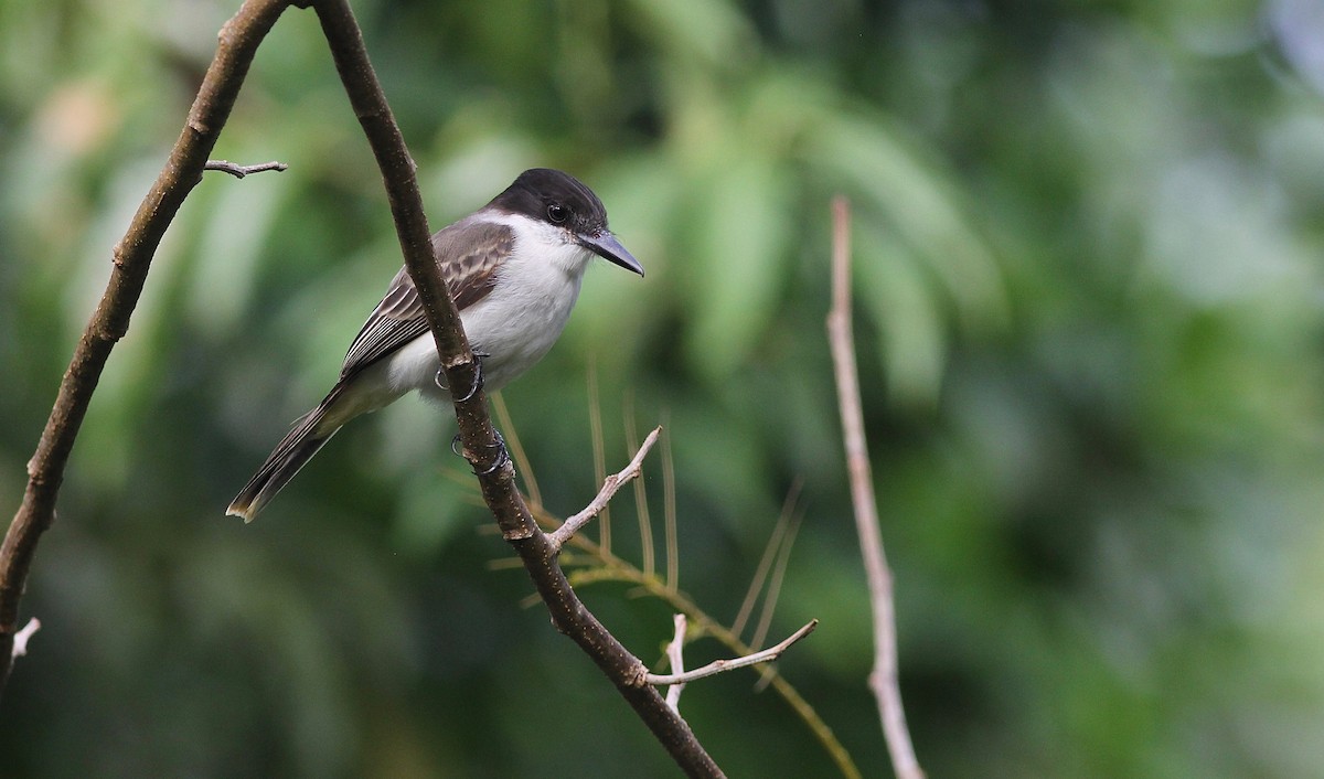 Loggerhead Kingbird - Eric Hynes