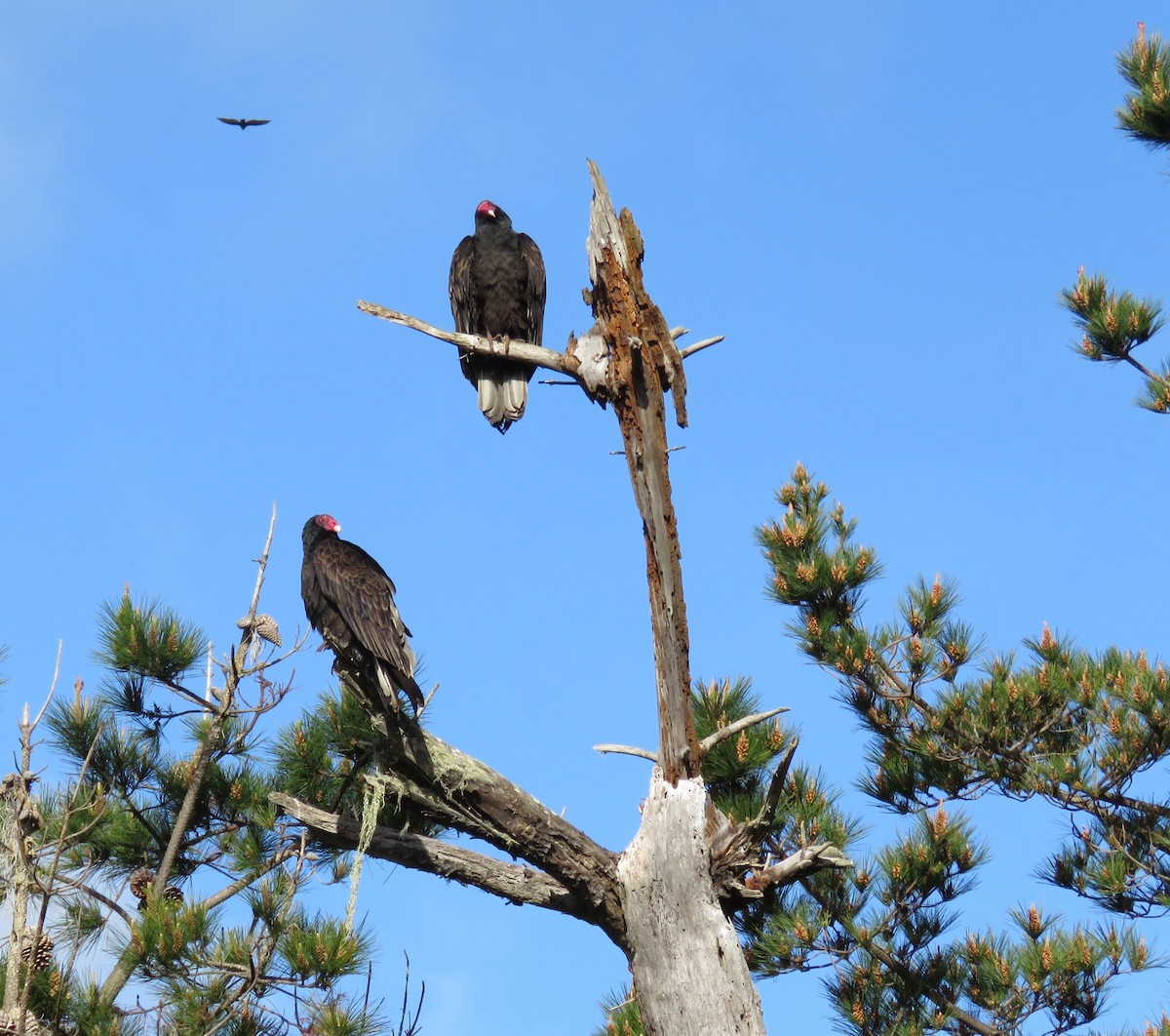 Turkey Vulture - ML87313791