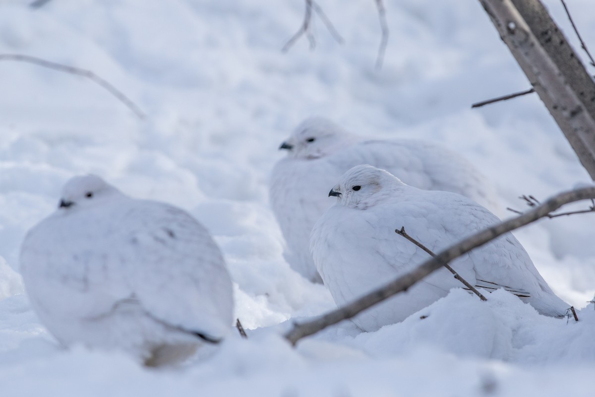 Willow Ptarmigan - ML87314731