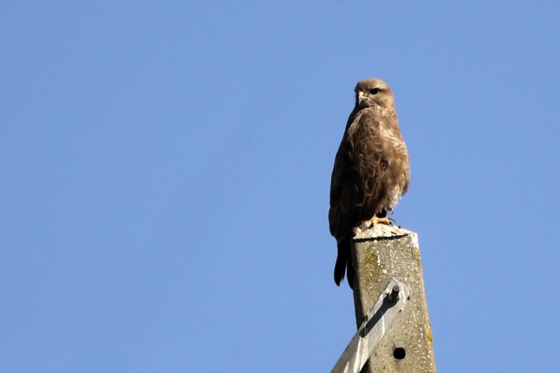 Common Buzzard - ML87315061