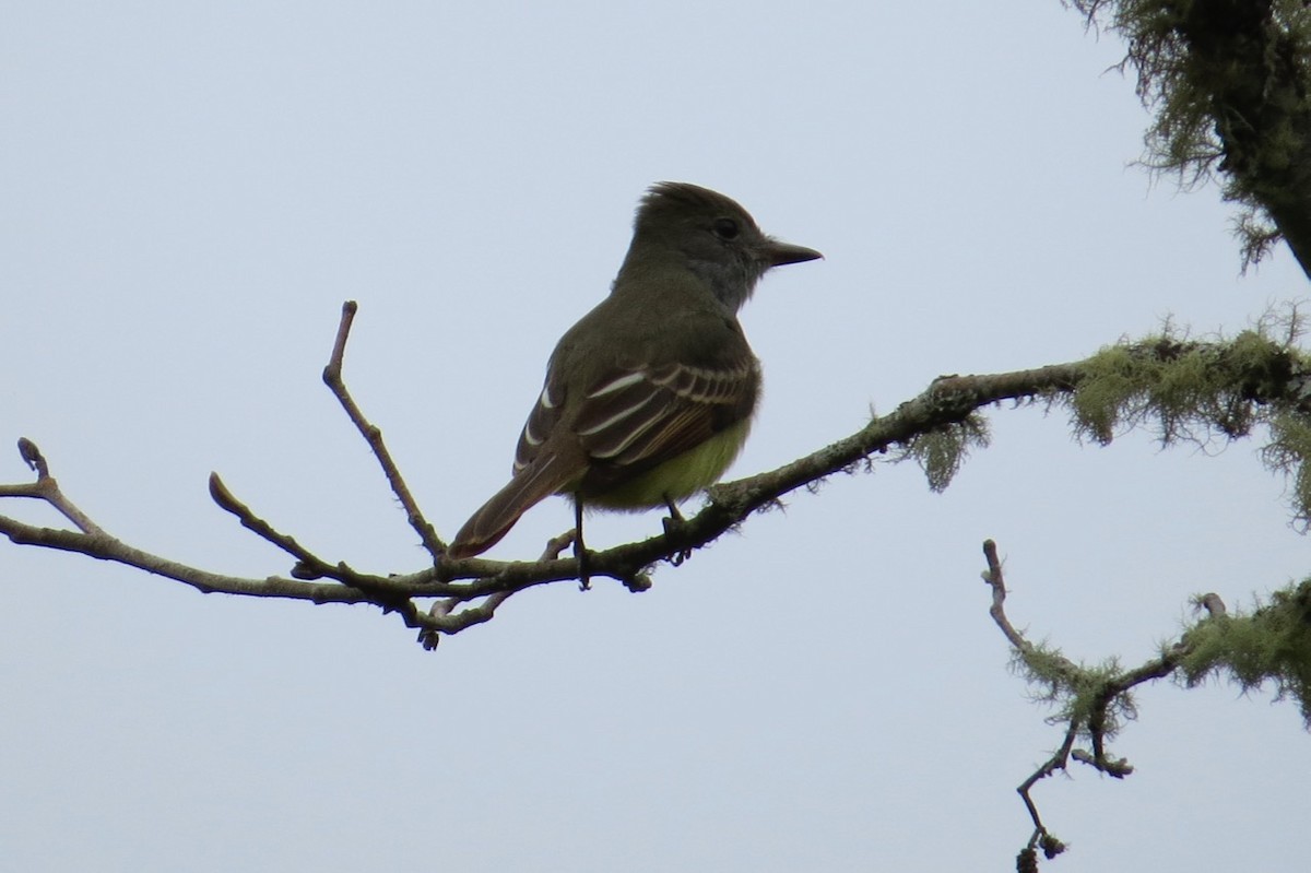 Great Crested Flycatcher - ML87315321