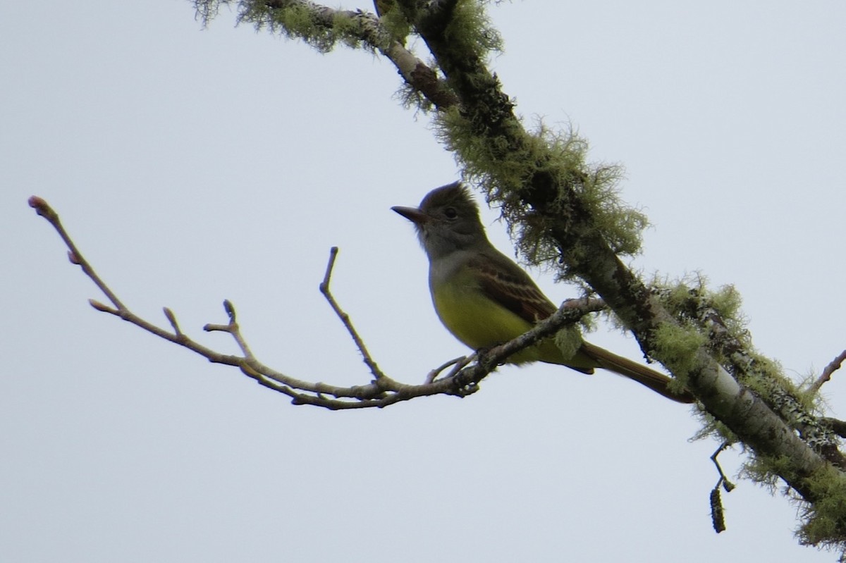 Great Crested Flycatcher - ML87315331