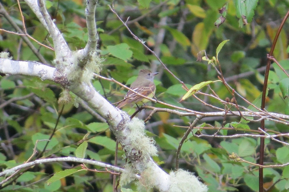 Great Crested Flycatcher - ML87315351