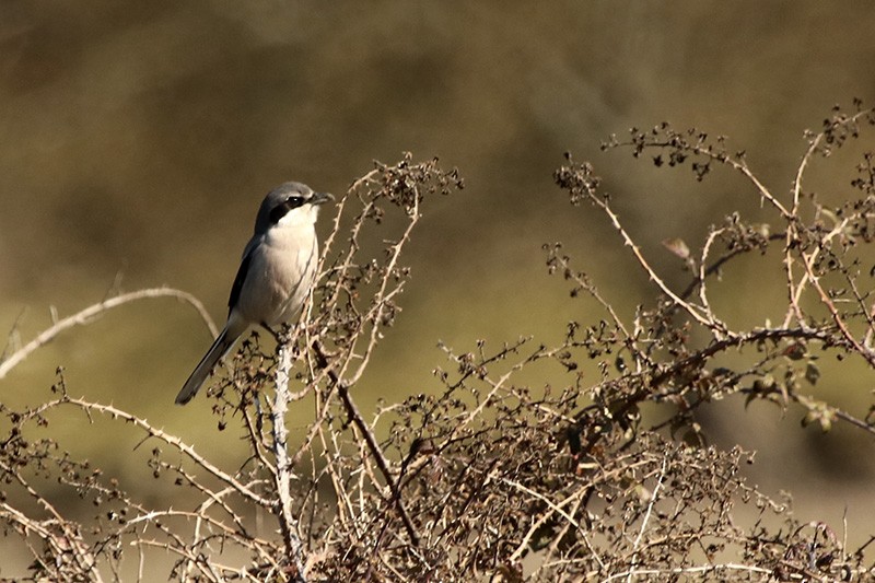 Iberian Gray Shrike - ML87315421