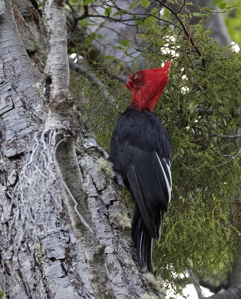 Magellanic Woodpecker - Arlene Ripley