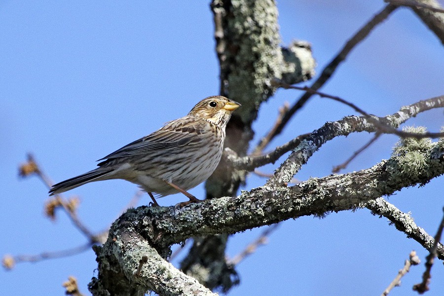 Corn Bunting - ML87315711