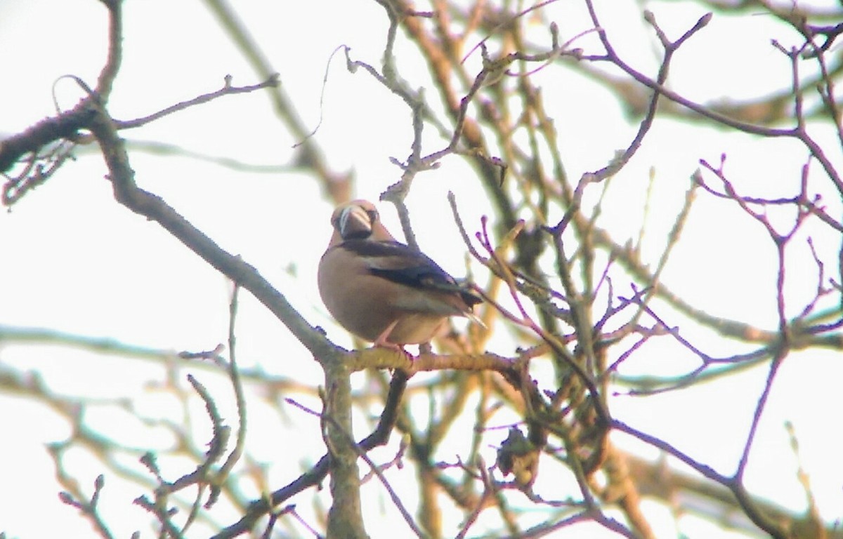 Hawfinch - ML87315841