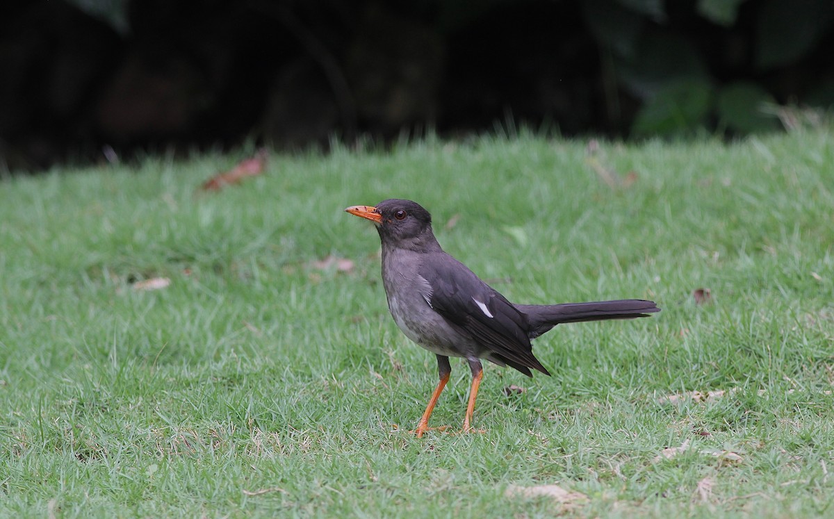 White-chinned Thrush - Eric Hynes