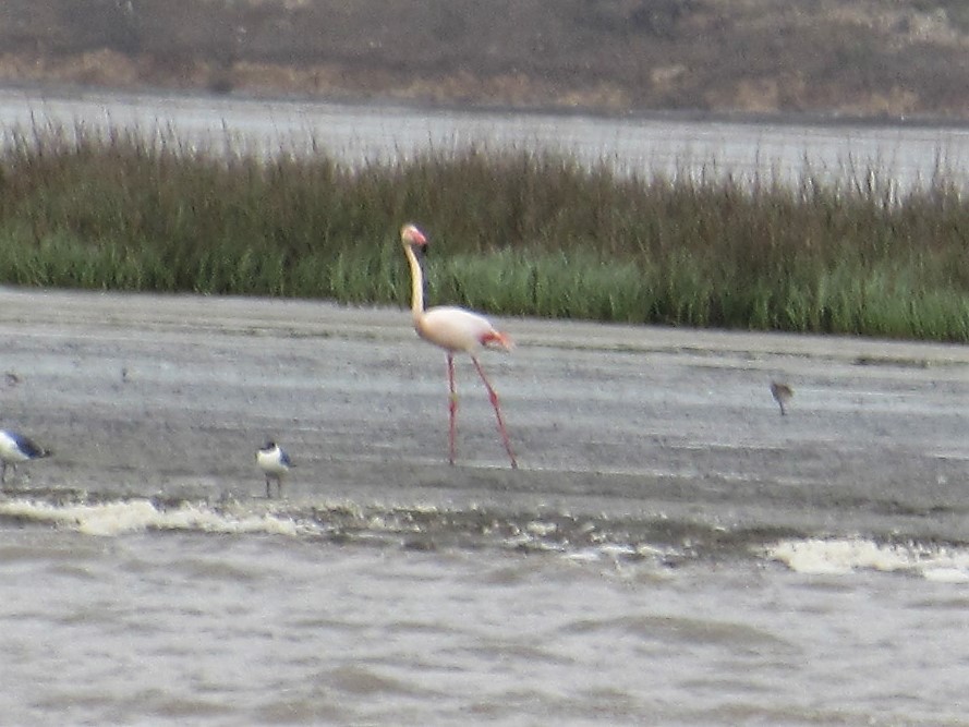 Greater Flamingo - ML87317711