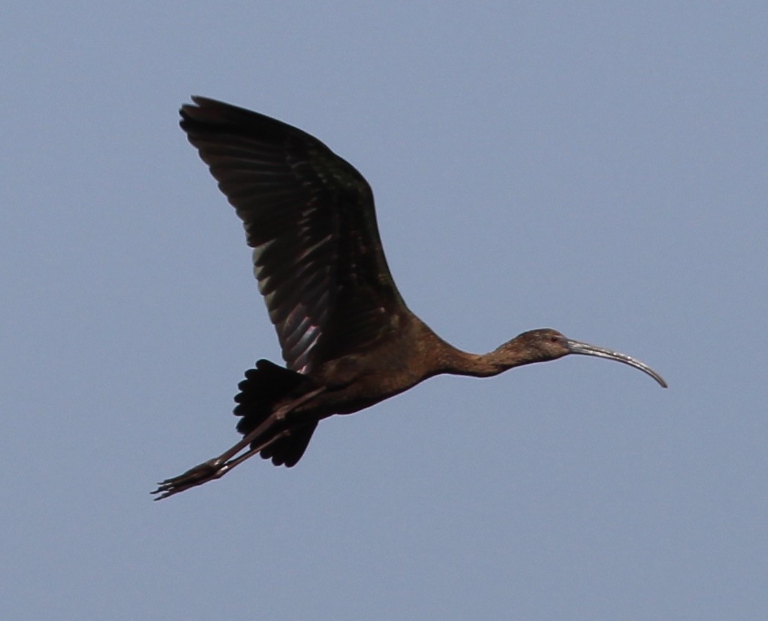 ibis americký - ML87320161
