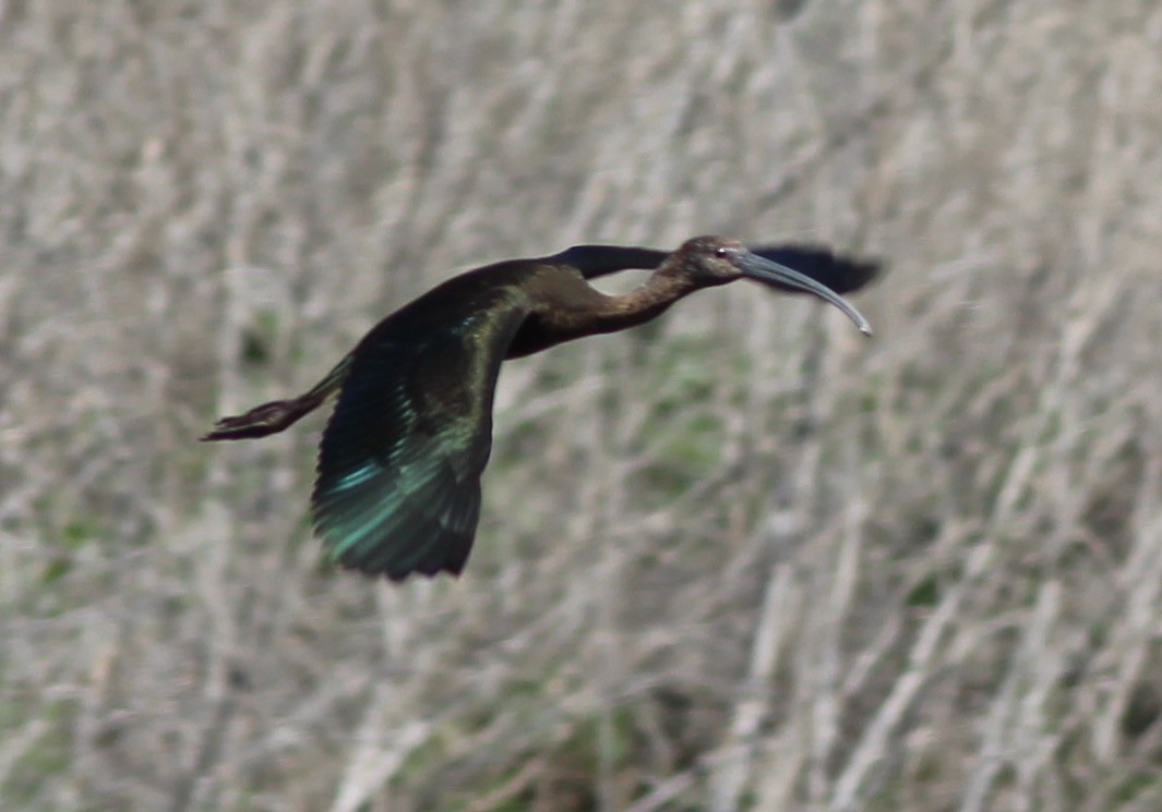 ibis americký - ML87320181