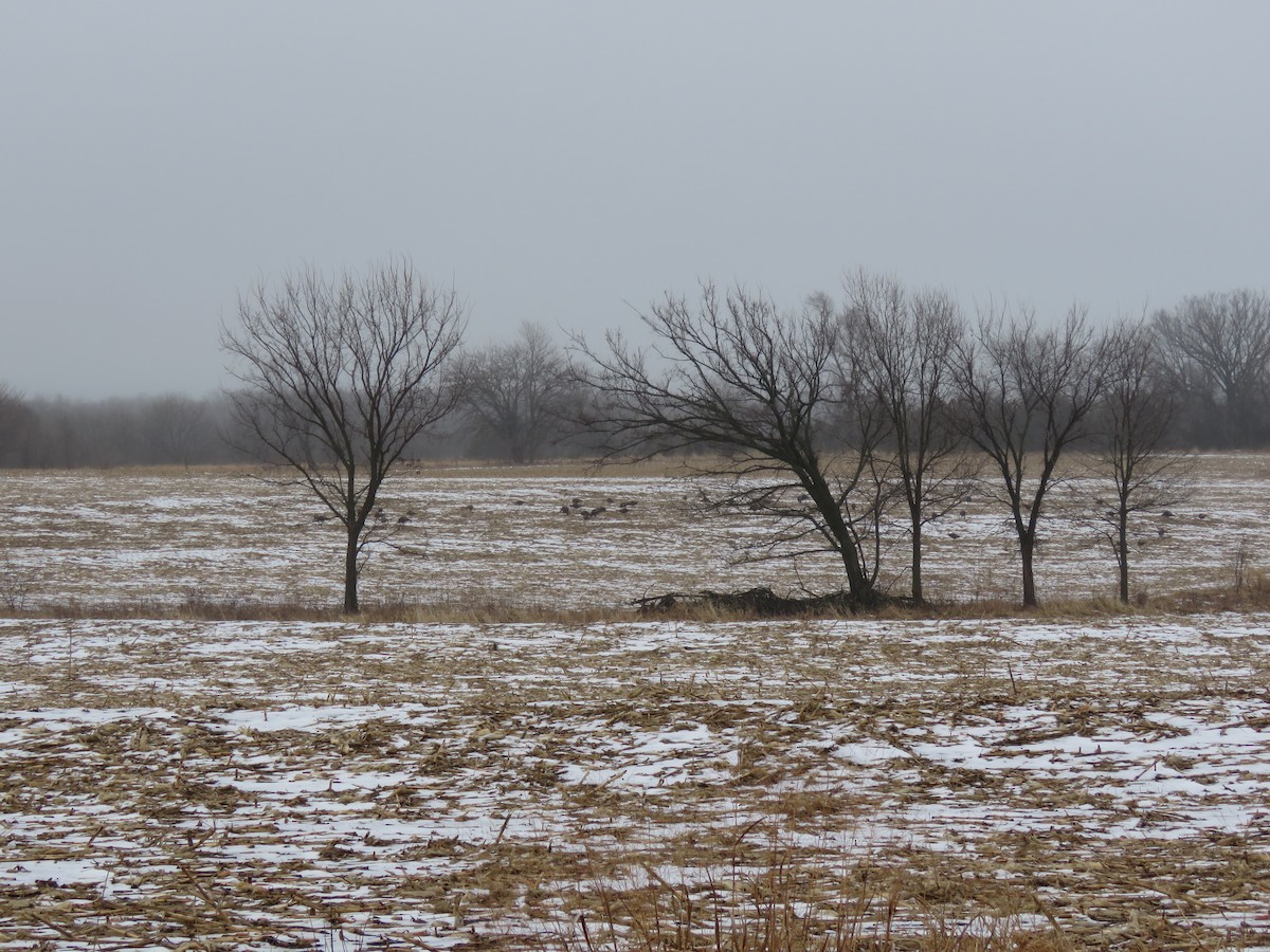 Wild Turkey - ML87320421