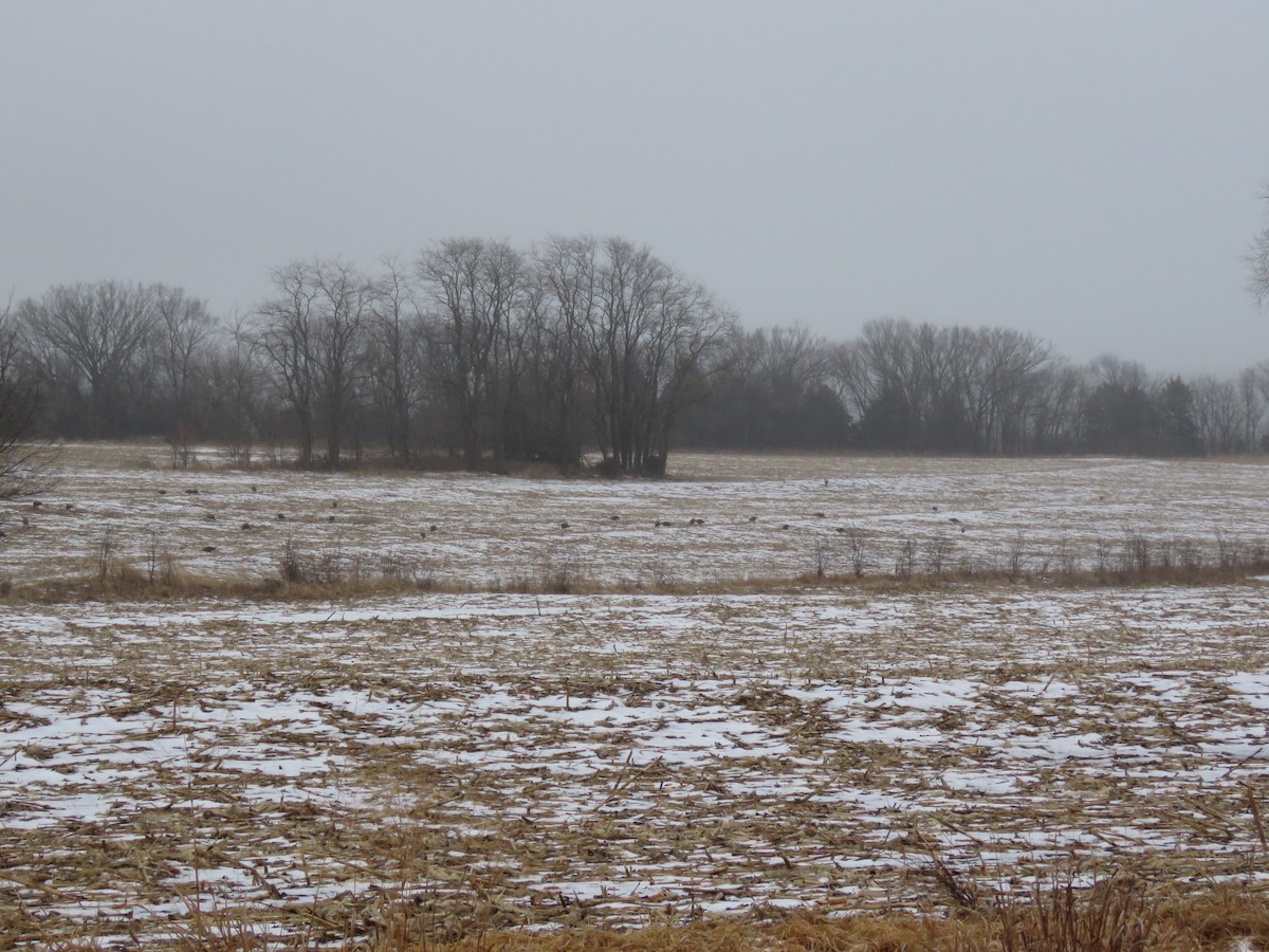 Wild Turkey - ML87320441