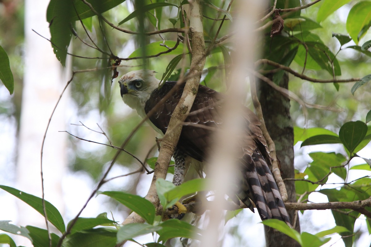 Ornate Hawk-Eagle - ML87321071