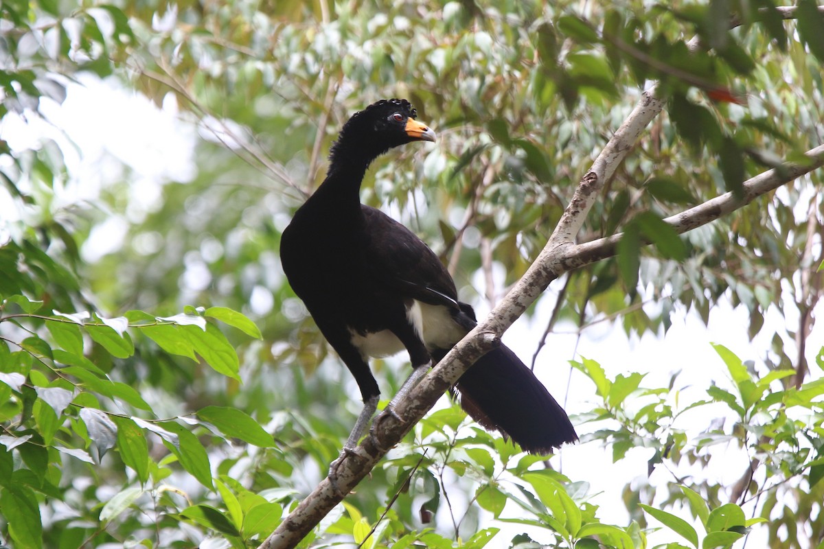 Black Curassow - ML87321121