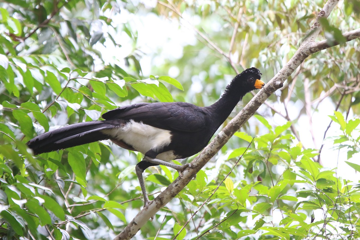 Black Curassow - ML87321141