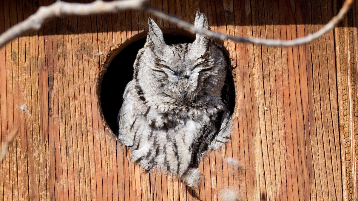 Western Screech-Owl - Ryan Claar