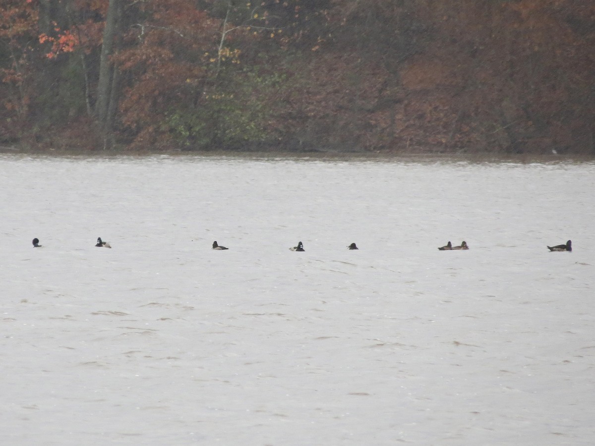 Ring-necked Duck - Brian Henderson