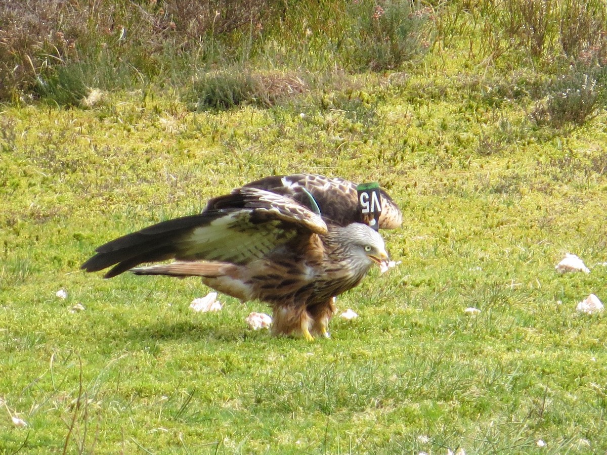 Red Kite (Red) - ML87325221