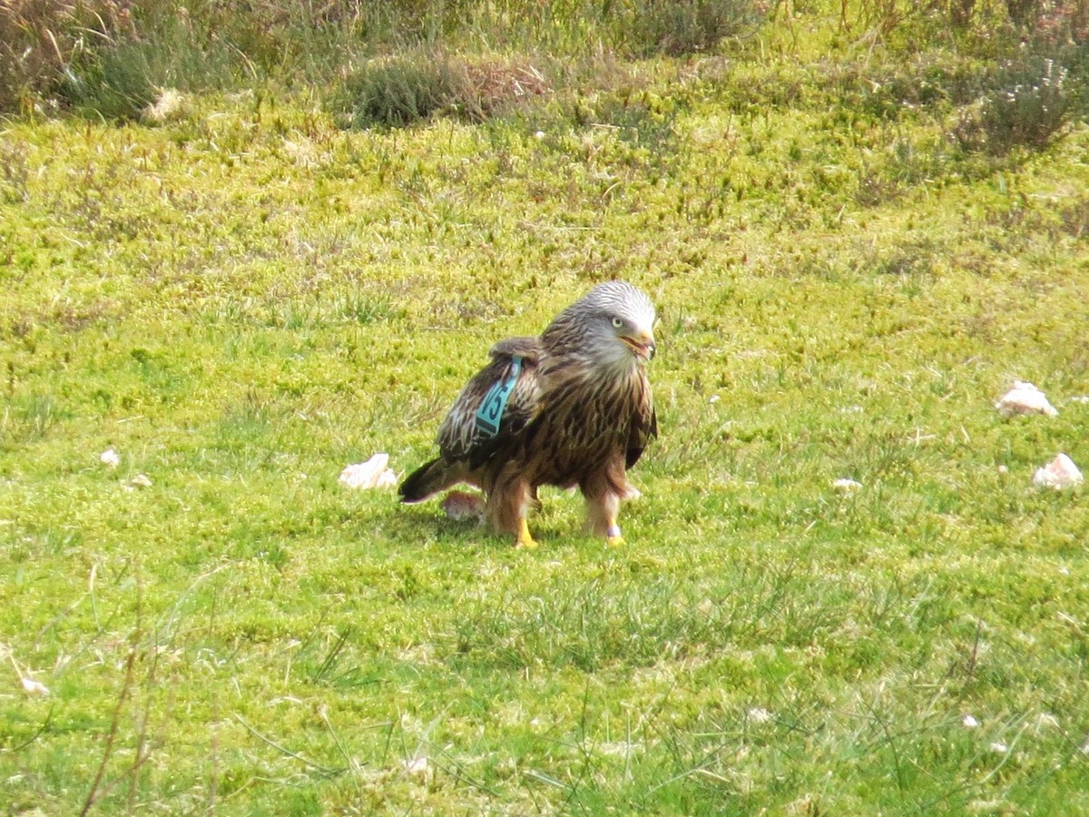 Red Kite (Red) - ML87325251