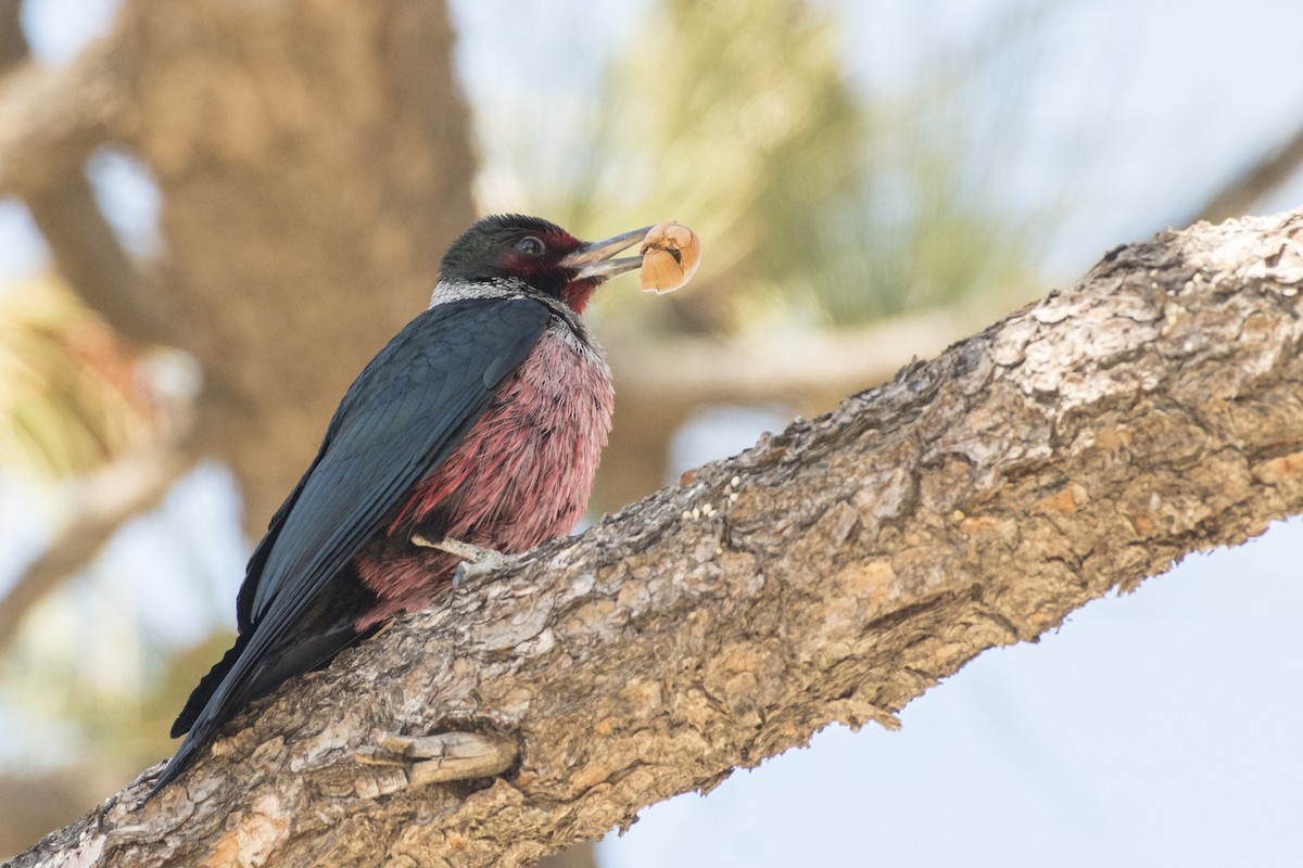 Lewis's Woodpecker - Bryan Calk