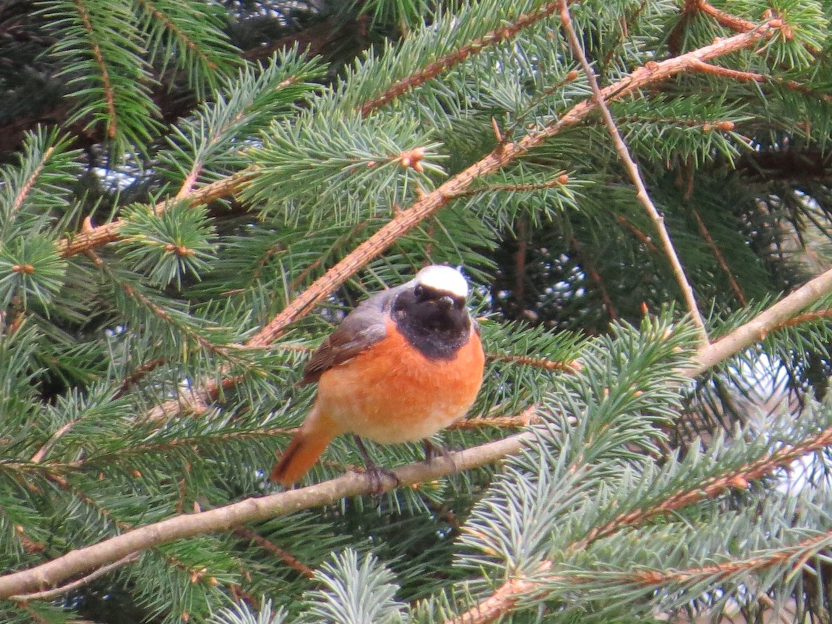 Common Redstart - Isaac  Denzer