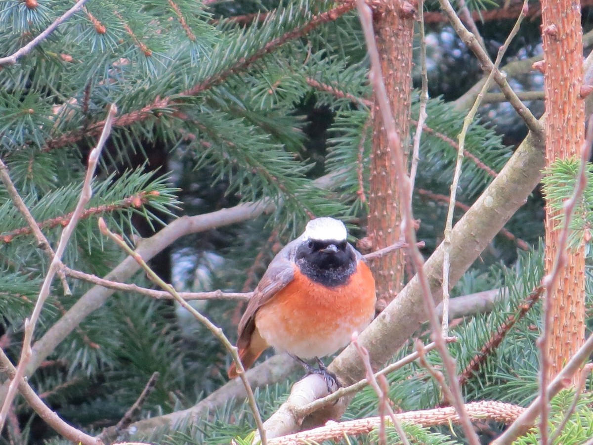 Common Redstart - ML87325461