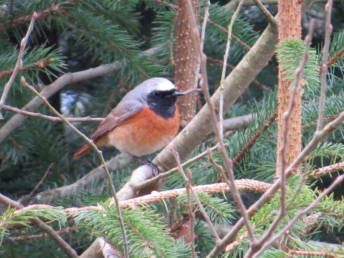 Common Redstart - ML87325471