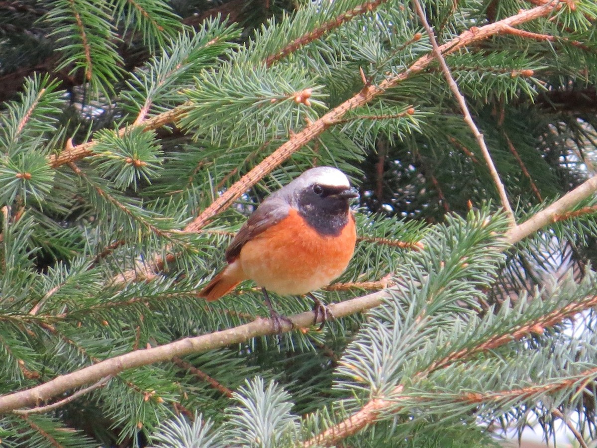 Common Redstart - ML87325531