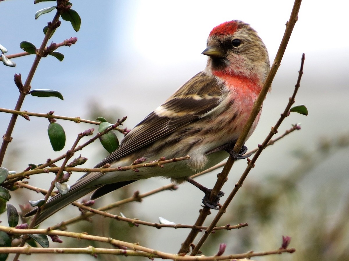 Lesser Redpoll - ML87326251