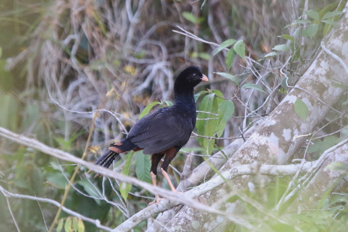 Crestless Curassow - ML87327021