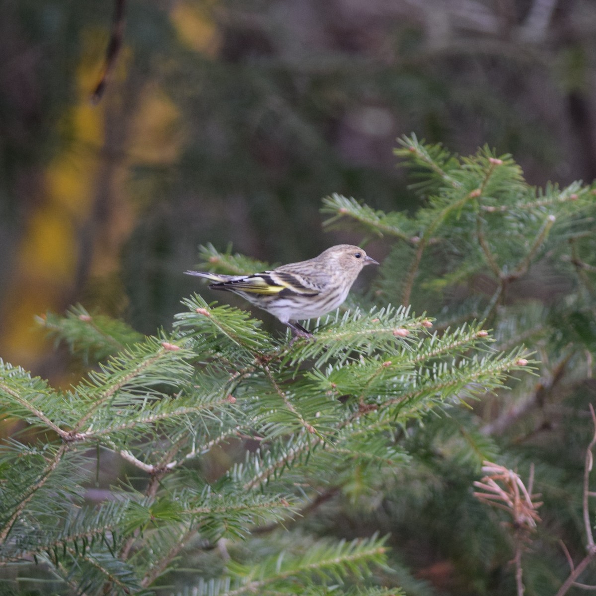 Pine Siskin - Manuel Morales