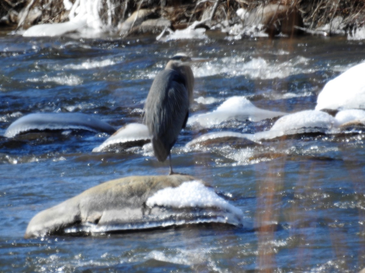 Great Blue Heron - ML87328091