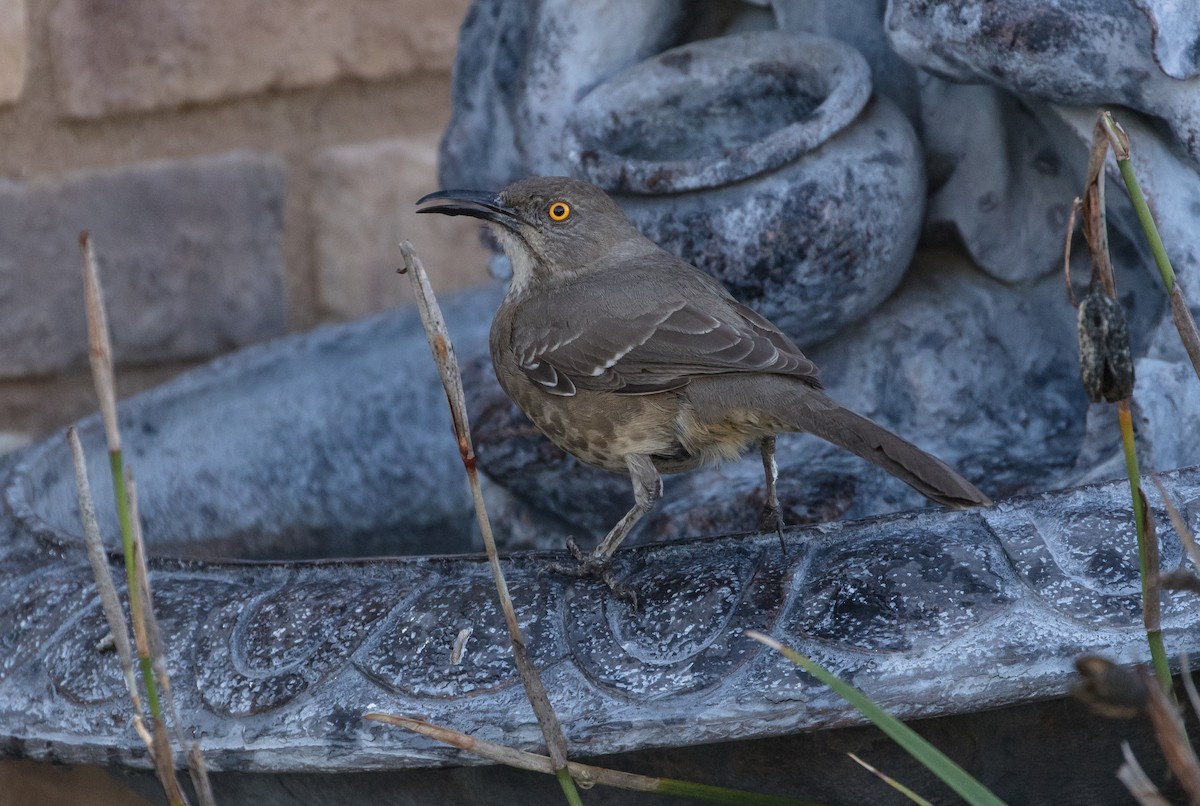 Curve-billed Thrasher (curvirostre Group) - ML87328411