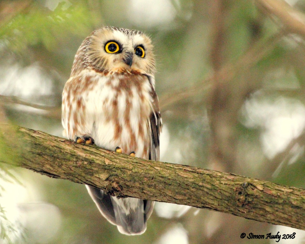 Northern Saw-whet Owl - Simon Audy