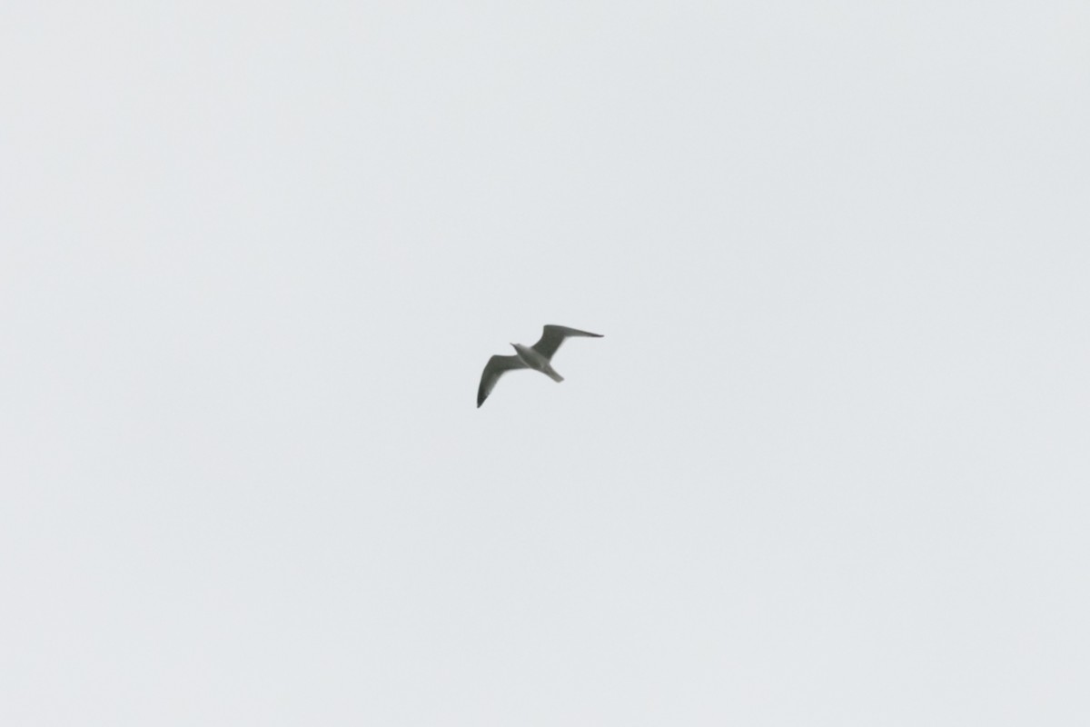 Herring Gull (American) - Preston Lust