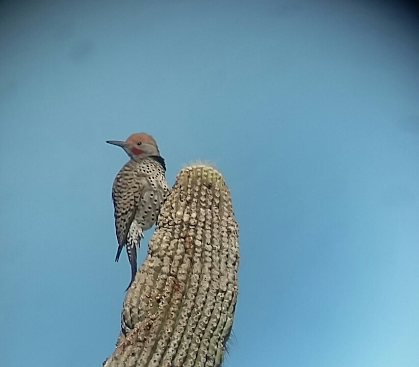 Gilded Flicker - ML87329551