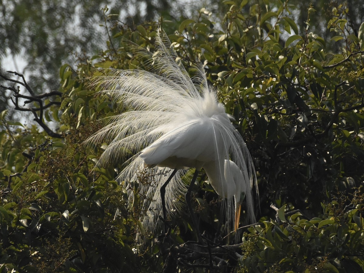 Great Egret - T I