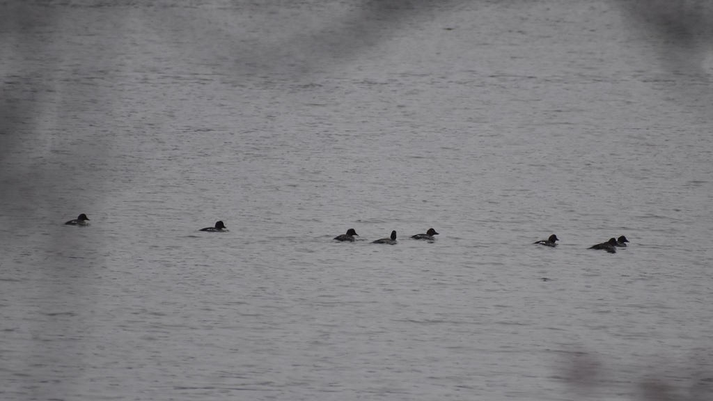 Common Goldeneye - ML87331001