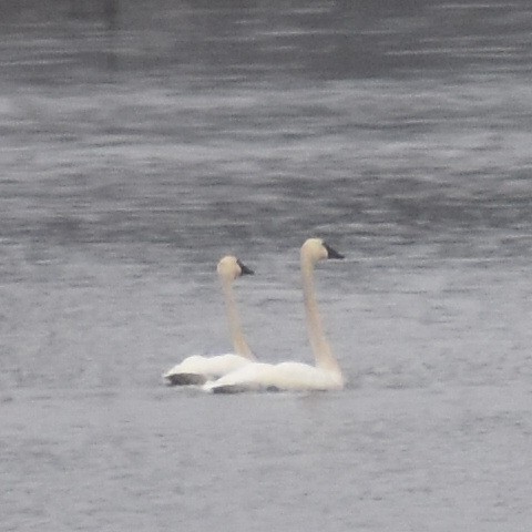 Trumpeter Swan - ML87331101